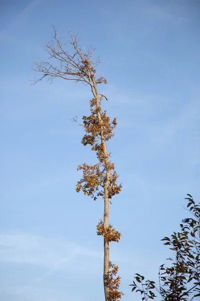 Sturz im Wald Stockbild