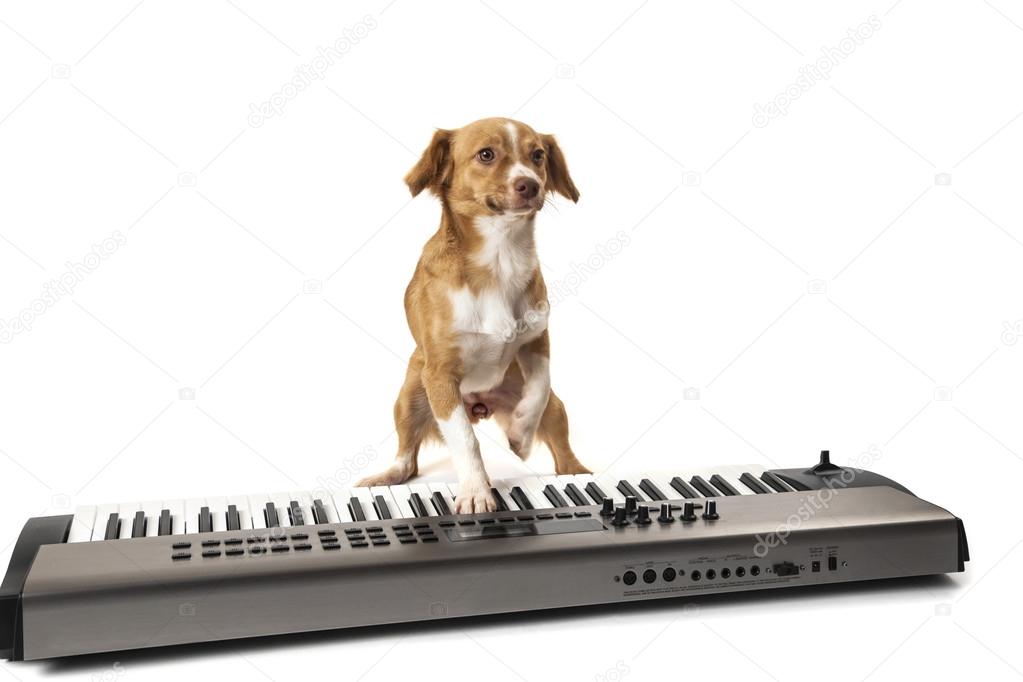 Dog playing on piano