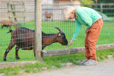 Oğlum bir çocuk çiftliğinde keçi besleme