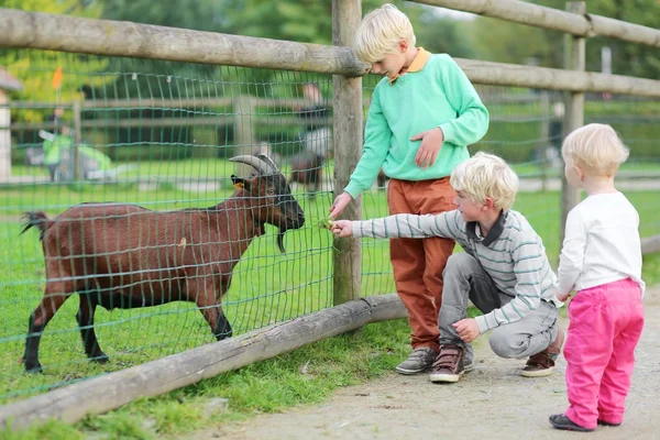 Irmãos com irmã bebê alimentando cabra — Fotografia de Stock