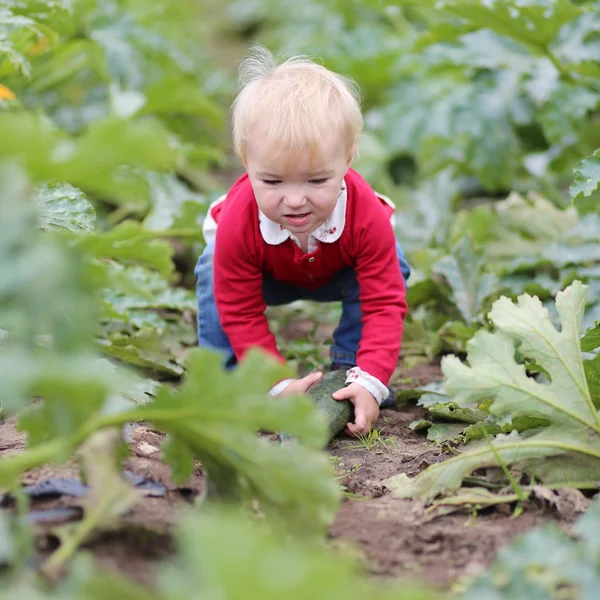 Meisje van de baby oppakken van rijp courgette — Stockfoto