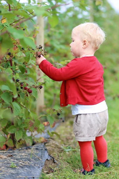 Girl gathers berries on a farm — Stock Photo, Image