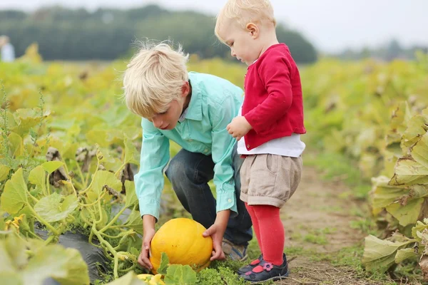 Broer met zuster plukken samen rijp geel pompoen — Stockfoto