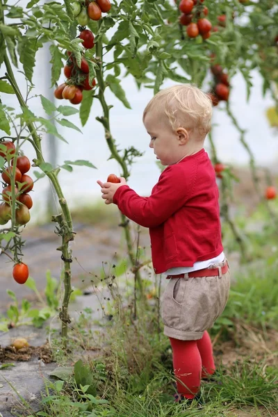Baby flicka samlar söt mogna tomater — Stockfoto