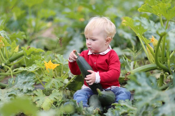 Meisje van de baby oppakken van rijp courgette — Stockfoto