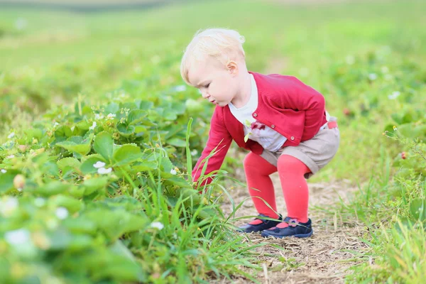 Tyttö poimii mansikoita pellolta maatilalla — kuvapankkivalokuva