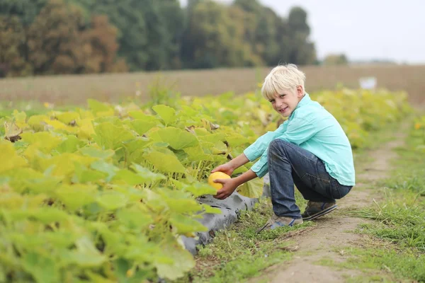 Boy picks ripe yellow pumpkin — Stock Photo, Image