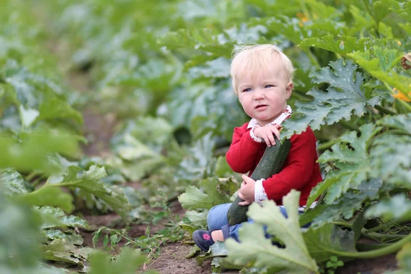 Baby flicka plocka upp mogen zucchini — Stockfoto