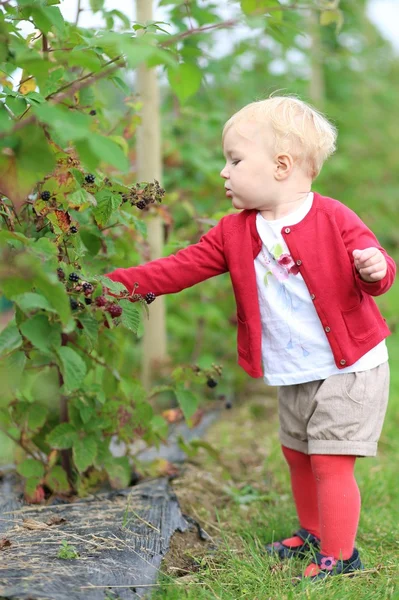 Baby girl gathers berries on a farm — Stock Photo, Image