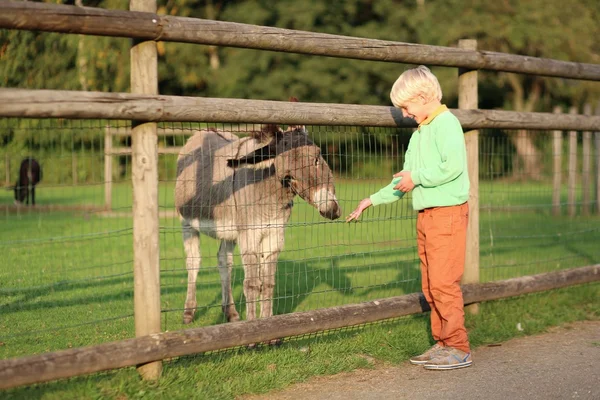 公園で子供たちの農場でロバの餌の少年 — ストック写真