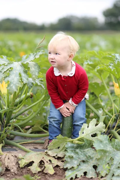 Meisje van de baby oppakken van rijp courgette — Stockfoto