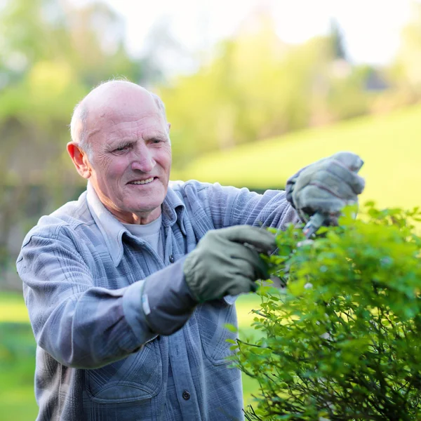 Senior man cutting rose bushes — Stock Photo, Image