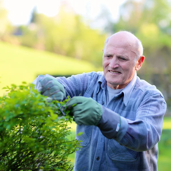 Senior man rozenstruiken snijden — Stockfoto
