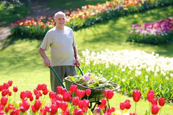Happy senior man doing gardening works in floral park