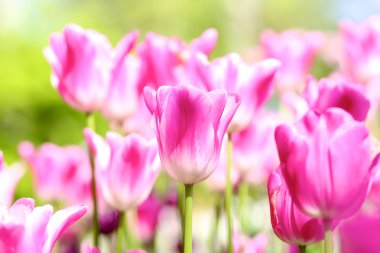 spring Park'ta güzel pembe ve mor laleler