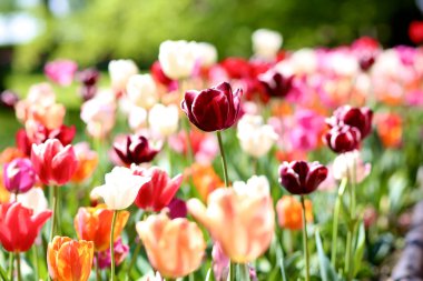 güzel renkli Lale bahar Parkı