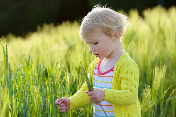 Adorable niña jugando en el campo de trigo verde salvaje en un día soleado de verano —  Fotos de Stock