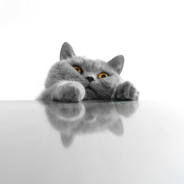 Gri kedi