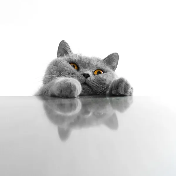 Gato gris — Foto de Stock