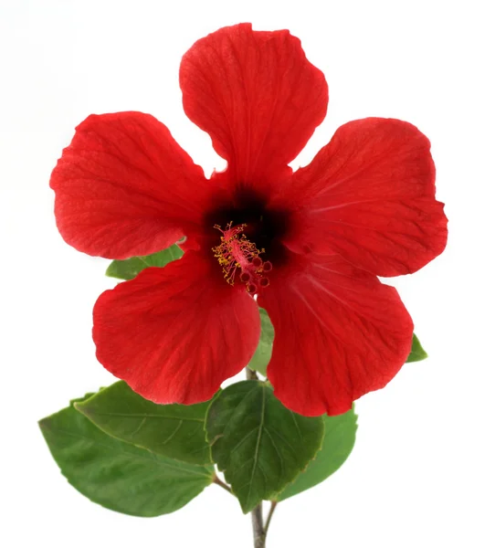 Hibisco — Fotografia de Stock