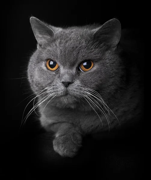 Серая короткошерстная кошка — стоковое фото