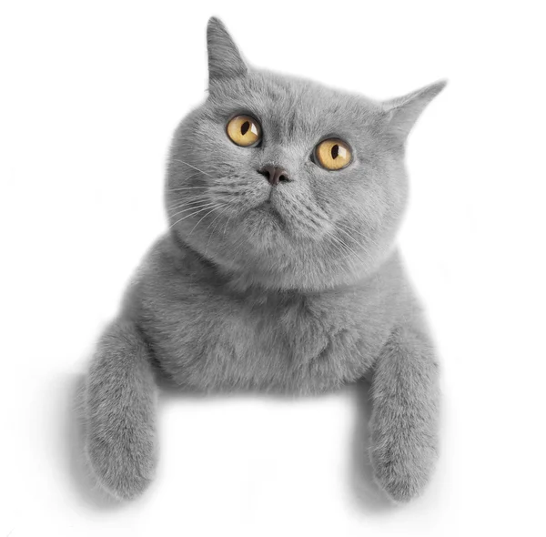 British shorthair gray cat — Stock Photo, Image