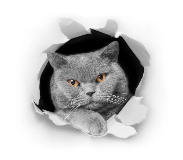 ブリティッシュショートヘア灰色猫 — Stock fotografie