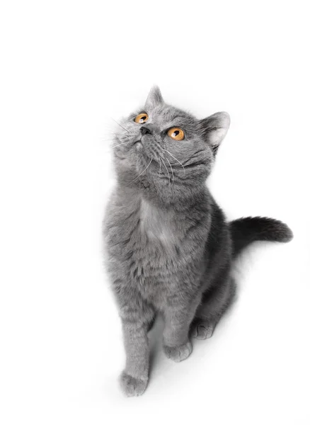 Cat looking up — Stock Photo, Image