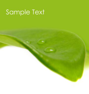 yaprak ve su damlaları