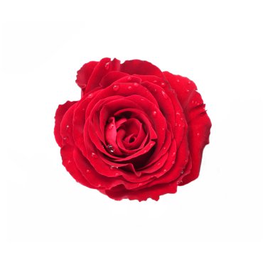 Rosebud su damlaları ile