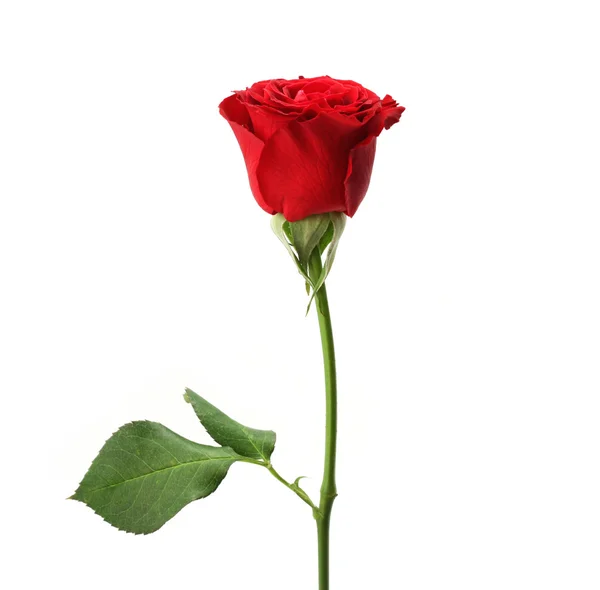 Red rose — Stock Photo, Image