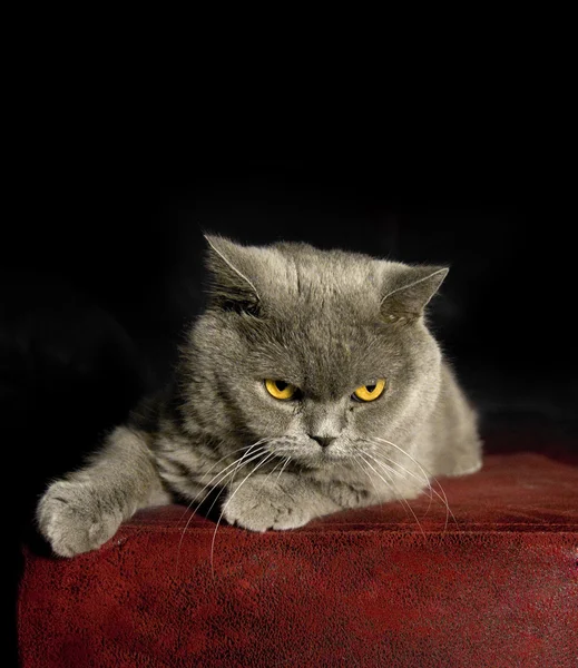 영국 고양이 — 스톡 사진