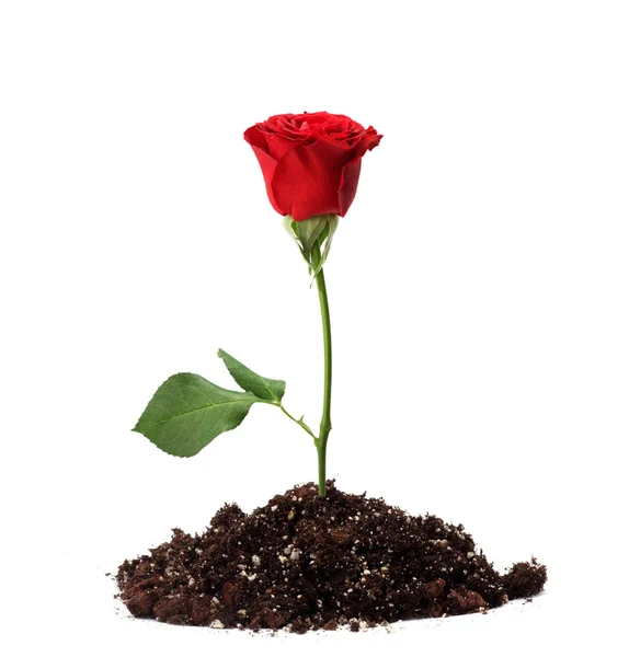 Rose in soil — Stock Photo, Image