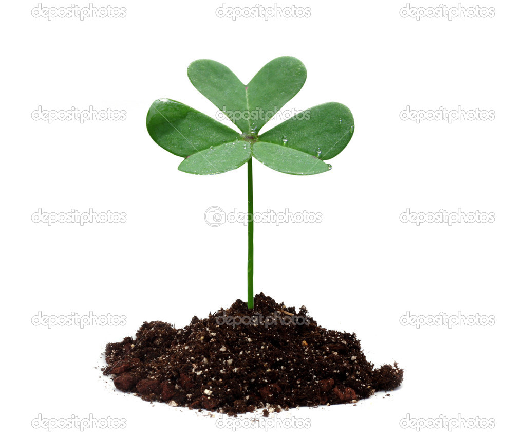 Plant in soil