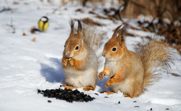 Rothörnchen — Stockfoto