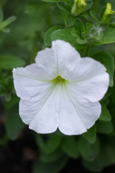 Flower — Stock Photo, Image