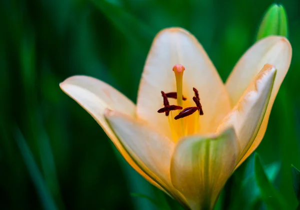 Lily — Stock Photo, Image