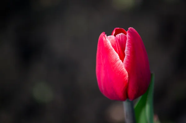 Tulips — Stock Photo, Image