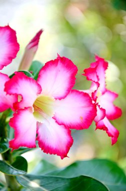 Gül, sahte açelya, pinkbignonia veya Impala lily (adenium obesum) tropik çiçekler çöl.
