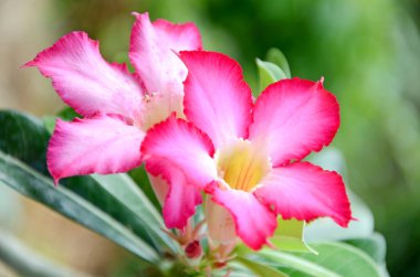 Gül, sahte açelya, pinkbignonia veya Impala lily (adenium obesum) tropik çiçekler çöl.