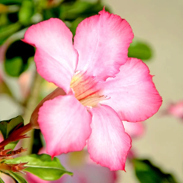 Wüstenrose, Scheinazalee, Pinkbignonia oder Impala-Lilie (Adenium obesum) tropische Blüten. — Stockfoto
