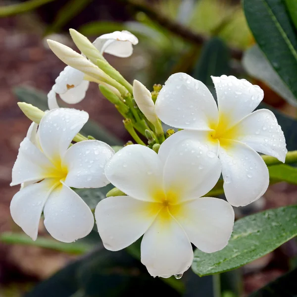 Plumeria spp., branca e amarela (flores de frangipani, Frangipani, Pagode ou árvore do Templo) com gotas de chuva sobre fundo natural . — Fotografia de Stock