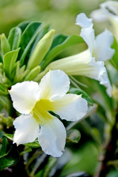 사막 장미, 모의 진달래, pinkbignonia 또는 임 팔 라 릴리 (adenium obesum) 열 대 꽃. — 스톡 사진