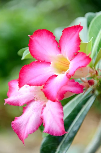 Desert rose, Mock Azalea, Pinkbignonia or Impala lily (Adenium obesum) tropical flowers. — Stock Photo, Image