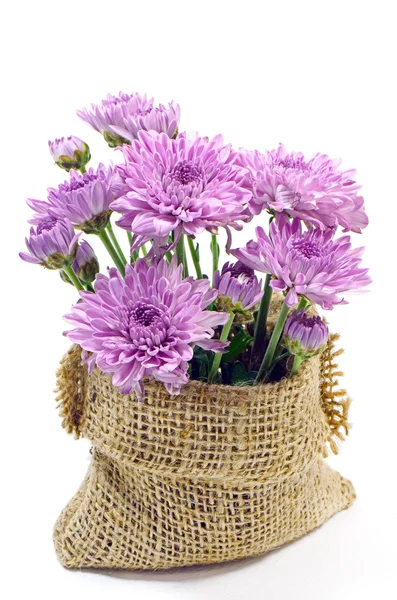 Purple Chrysanthemum Flowers. — Stock Photo, Image