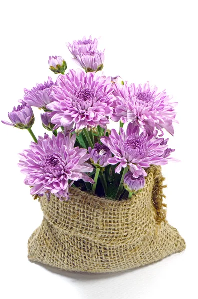 Purple Chrysanthemum Flowers. — Stock Photo, Image