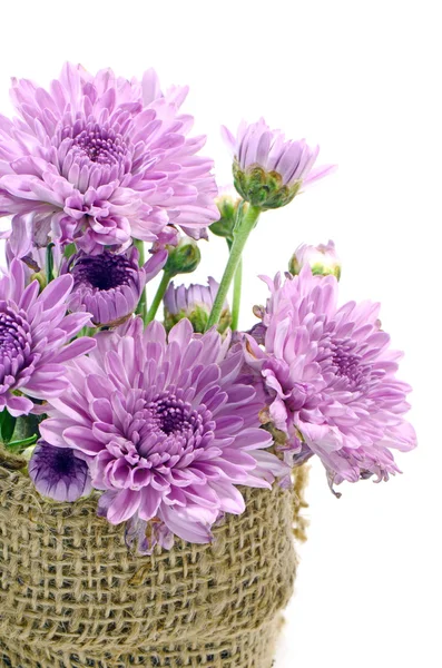 Purple Chrysanthemum Flowers. — Stock Photo, Image