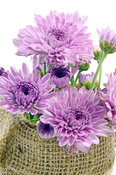 紫色菊花. — 图库照片