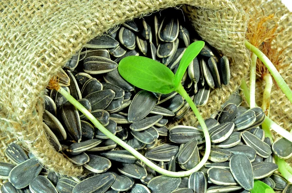 The sunflower sprout. — Stock Photo, Image