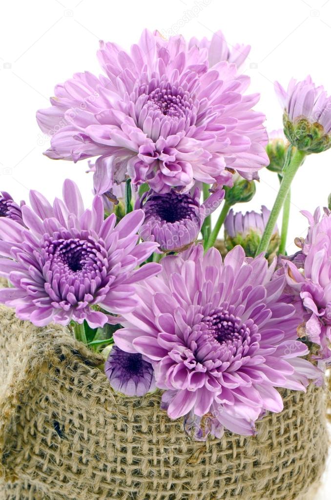 Purple Chrysanthemum Flowers.